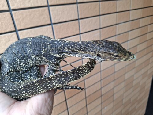サルバトールモニター（ジャワ産）全長約60cm - 画像 (8)