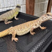 モロッコサバクトゲオアガマ（ペア）