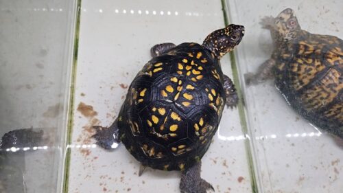 トウブハコガメ（25CB）配合餌付済 - 画像 (14)