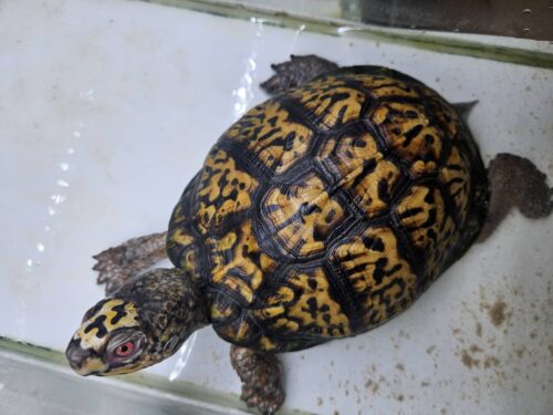 トウブハコガメ（25CB）配合餌付済 - 画像 (13)