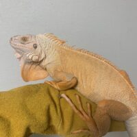 グリーンイグアナ（サンセット）約80cm