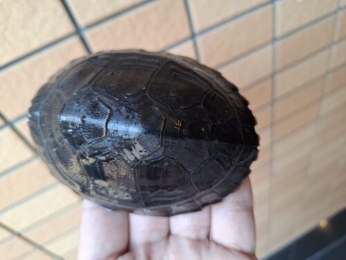 ボルネオカワガメ（甲長約8cm） - 画像 (6)