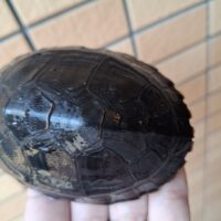 ボルネオカワガメ（甲長約8cm）