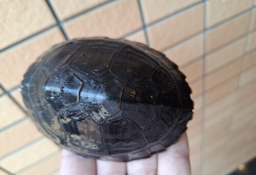 ボルネオカワガメ（甲長約8cm）