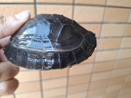 ボルネオカワガメ（甲長約8cm） - 画像 (3)