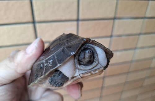 ボルネオカワガメ（甲長約8cm） - 画像 (4)
