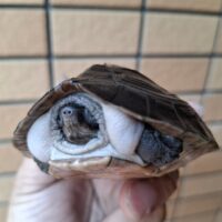 ボルネオカワガメ（甲長約8cm）