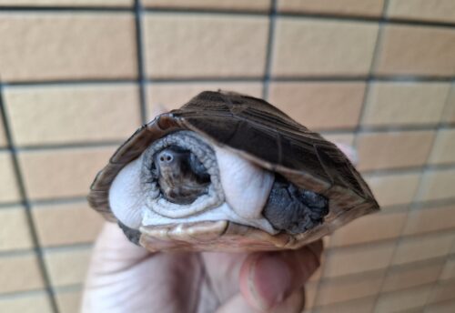 ボルネオカワガメ（甲長約8cm） - 画像 (2)