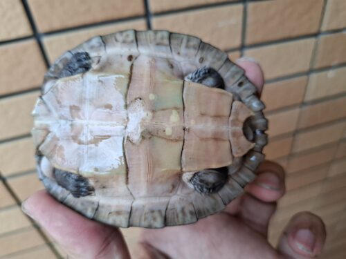 ボルネオカワガメ（甲長約8cm） - 画像 (7)