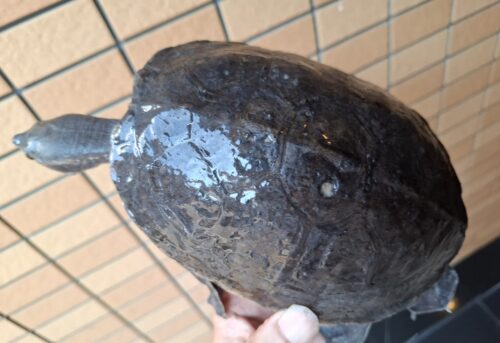 メキシコカワガメ（甲長約16cm） - 画像 (3)
