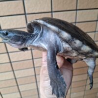 メキシコカワガメ（甲長約16cm）