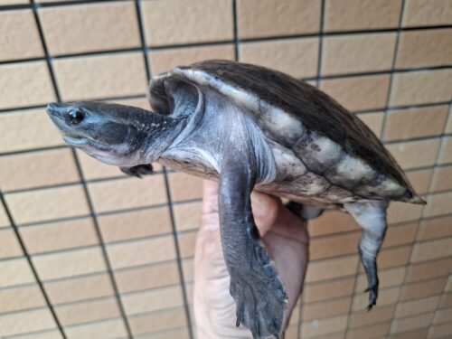 メキシコカワガメ（甲長約16cm）