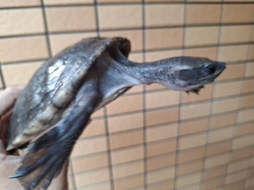 メキシコカワガメ（甲長約16cm） - 画像 (4)