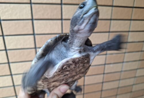 メキシコカワガメ（甲長約16cm） - 画像 (5)