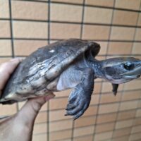 メキシコカワガメ（甲長約16cm）