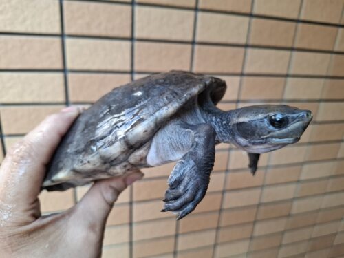 メキシコカワガメ（甲長約16cm） - 画像 (2)