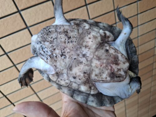 メキシコカワガメ（甲長約16cm） - 画像 (7)