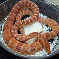 コーンスネーク（リバースオケッティ）約130cm オス