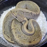 ボールパイソン（エンチピンストライプゴースト66％hetクラウン）約1kg オス