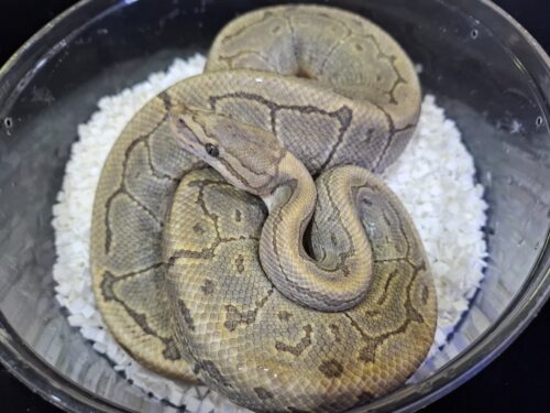 ボールパイソン（エンチピンストライプゴースト66％hetクラウン）約1kg オス - 画像 (2)