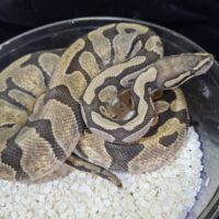 ボールパイソン（ゴーストhetクラウン）約1kg メス