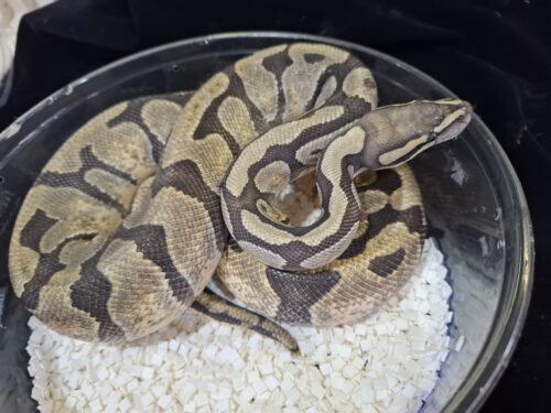 ボールパイソン（ゴーストhetクラウン）約1kg メス