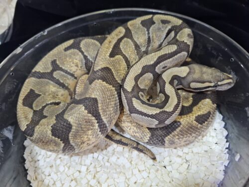 ボールパイソン（ゴーストhetクラウン）約1kg メス - 画像 (4)