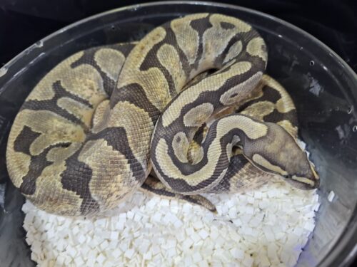 ボールパイソン（ゴーストhetクラウン）約1kg メス - 画像 (5)
