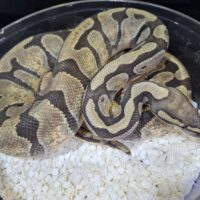 ボールパイソン（ゴーストhetクラウン）約1kg メス