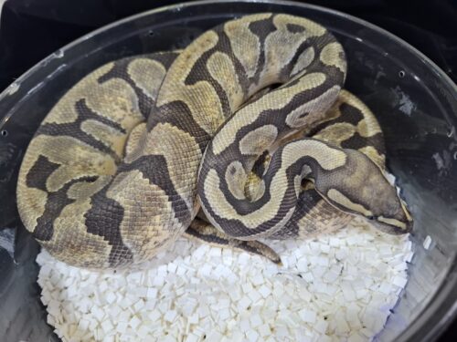 ボールパイソン（ゴーストhetクラウン）約1kg メス - 画像 (2)