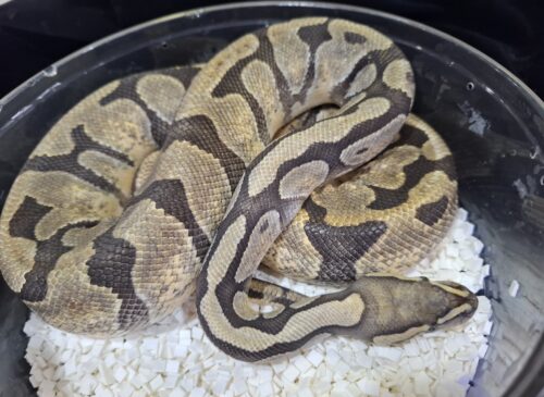 ボールパイソン（ゴーストhetクラウン）約1kg メス - 画像 (3)