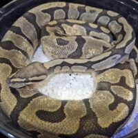 ボールパイソン（スーパーエンチゴーストhetクラウン）約1200g メス