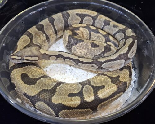 ボールパイソン（スーパーエンチゴーストhetクラウン）約1200g メス - 画像 (4)