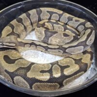 ボールパイソン（スーパーエンチゴーストhetクラウン）約1200g メス