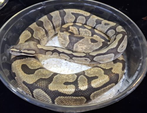 ボールパイソン（スーパーエンチゴーストhetクラウン）約1200g メス - 画像 (2)