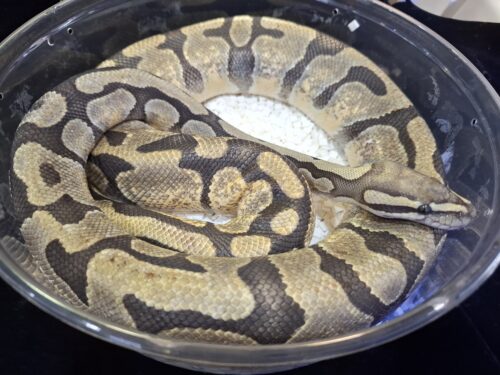 ボールパイソン（スーパーエンチゴーストhetクラウン）約1200g メス - 画像 (5)