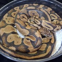 ボールパイソン（パステルhetゴースト）約1,6kg メス