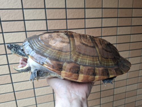 ジャイアントマスクタートル（甲長約29cm）CB メス - 画像 (11)