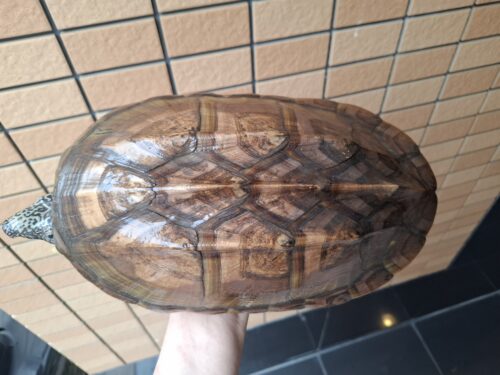 ジャイアントマスクタートル（甲長約29cm）CB メス - 画像 (4)