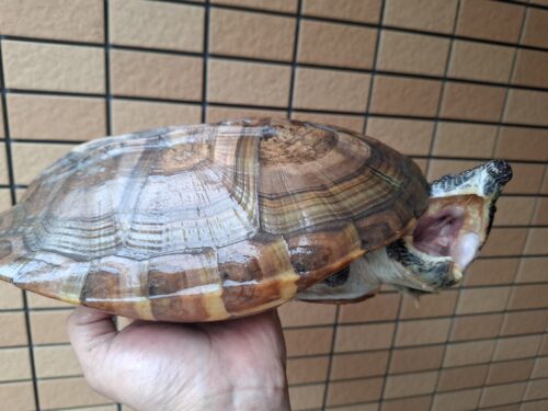 ジャイアントマスクタートル（甲長約29cm）CB メス - 画像 (7)