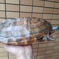 ジャイアントマスクタートル（甲長約29cm）CB メス
