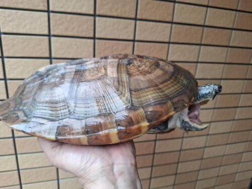 ジャイアントマスクタートル（甲長約29cm）CB メス - 画像 (2)