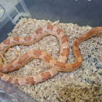 コーンスネーク（アメラニ）約130cm メス