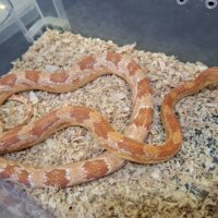 コーンスネーク（アメラニ）約130cm メス