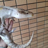 キタアオジタトカゲ（ペア）