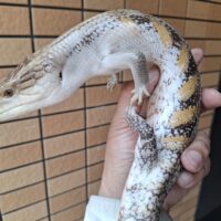 キタアオジタトカゲ（ペア）