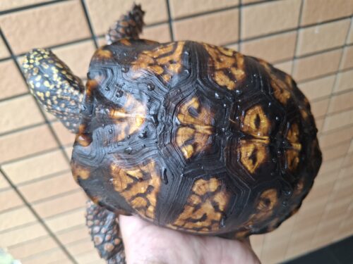トウブハコガメ（甲長約13cm）20CB オス - 画像 (6)