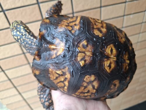 トウブハコガメ（甲長約13cm）20CB オス - 画像 (11)