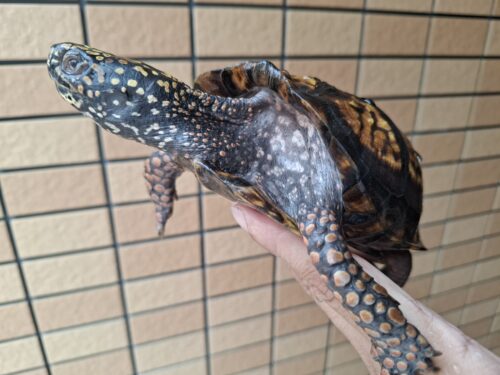 トウブハコガメ（甲長約13cm）20CB オス - 画像 (3)