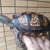 トウブハコガメ（甲長約13cm）20CB オス